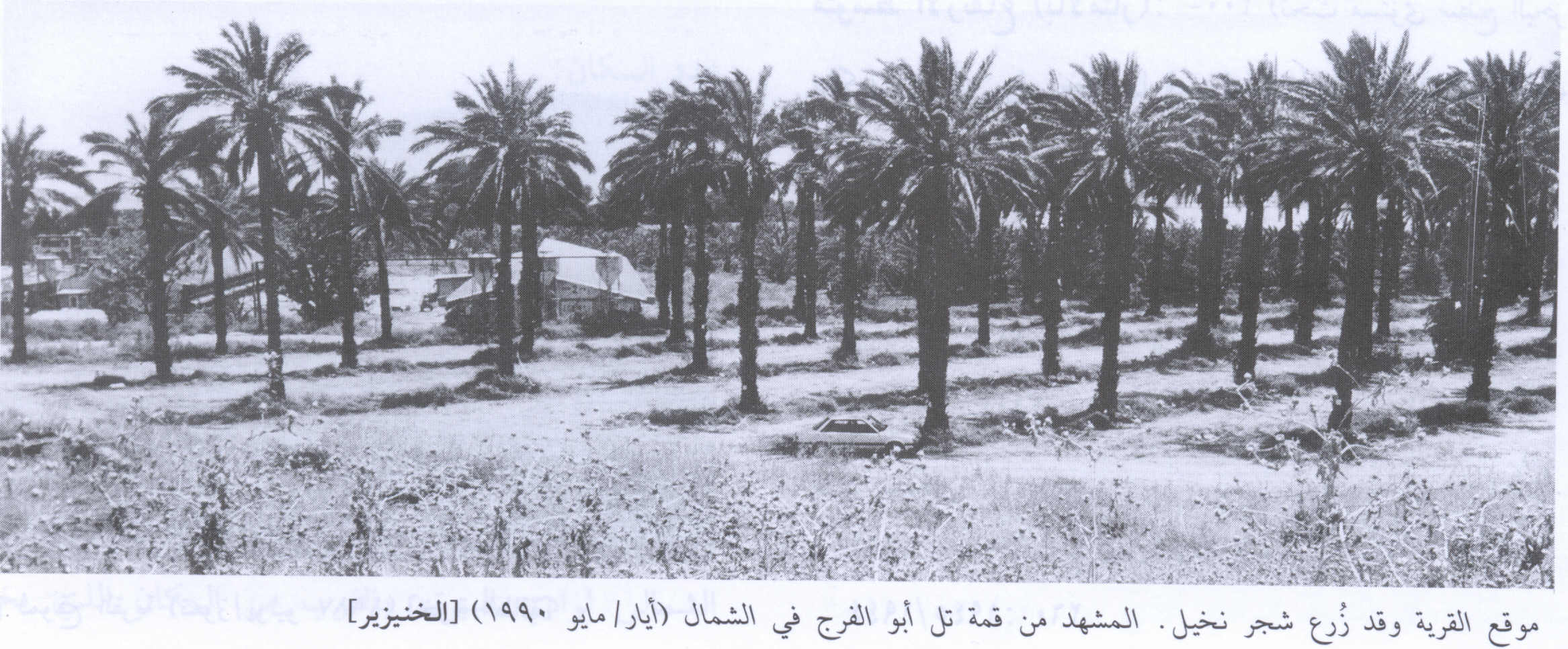 صورة لقرية الخنيزر - فلسطين: : منظر لموقع القرية التي دمرها الصهاينة وطهروا عرقياً سكانها-1990. موقع القرية قبل التدمير الأن مزروع بشجر النخيل، اُنقر الصورة لتكبيرها.