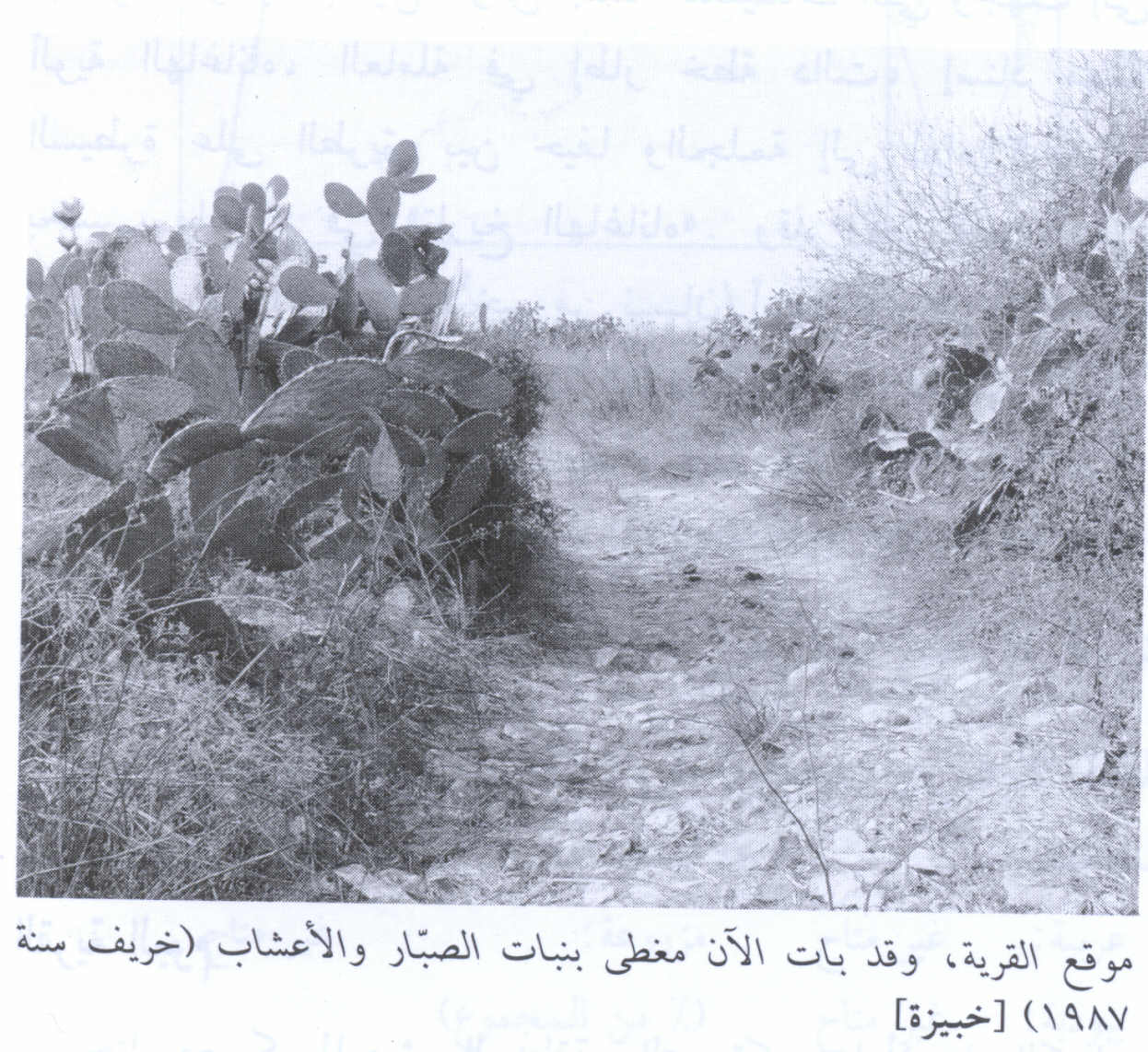 صورة لقرية خبيزة - فلسطين: : الطريق الذي يؤدي للقرية المغتصبة. 1990