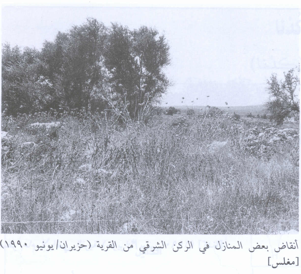 صورة لقرية مغلس - فلسطين: : أطلال بيوت القرية المدمرة 1990