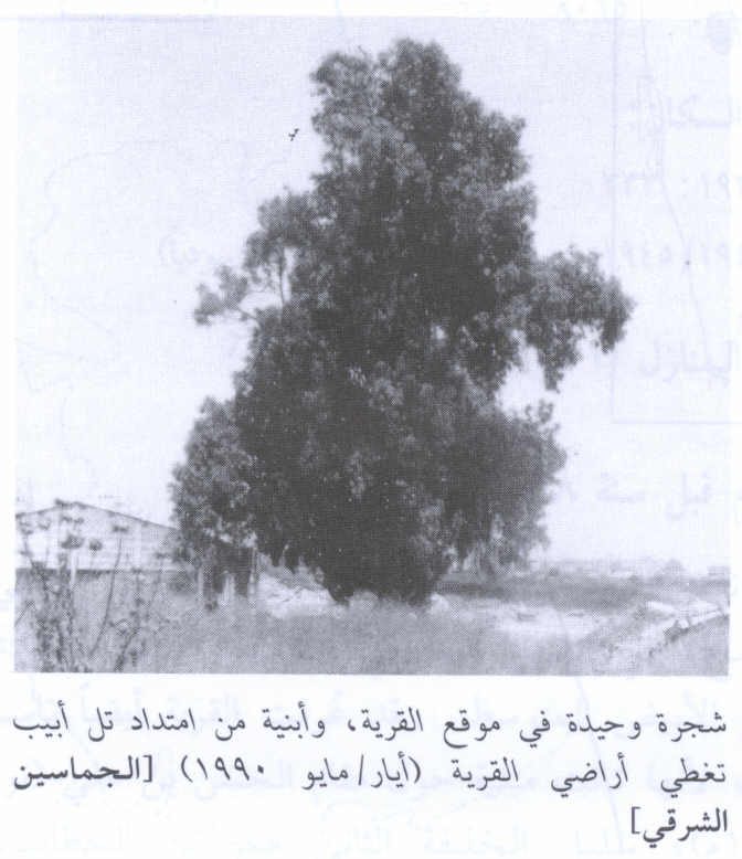 صورة لقرية الجماسين الشرقي - فلسطين: : الشجرة الوحيدة التي بقي من آثار القرية. 1990