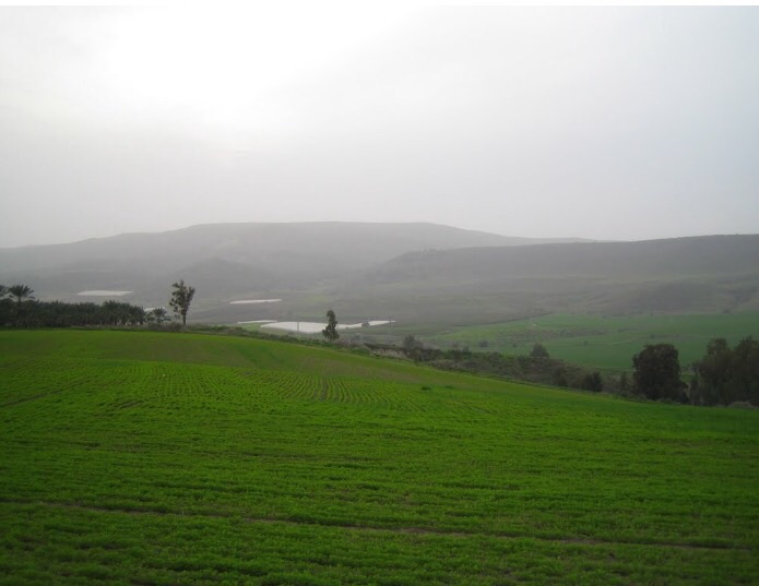Picture for al-Manshiyya Village - Palestine: : اراضي القريه