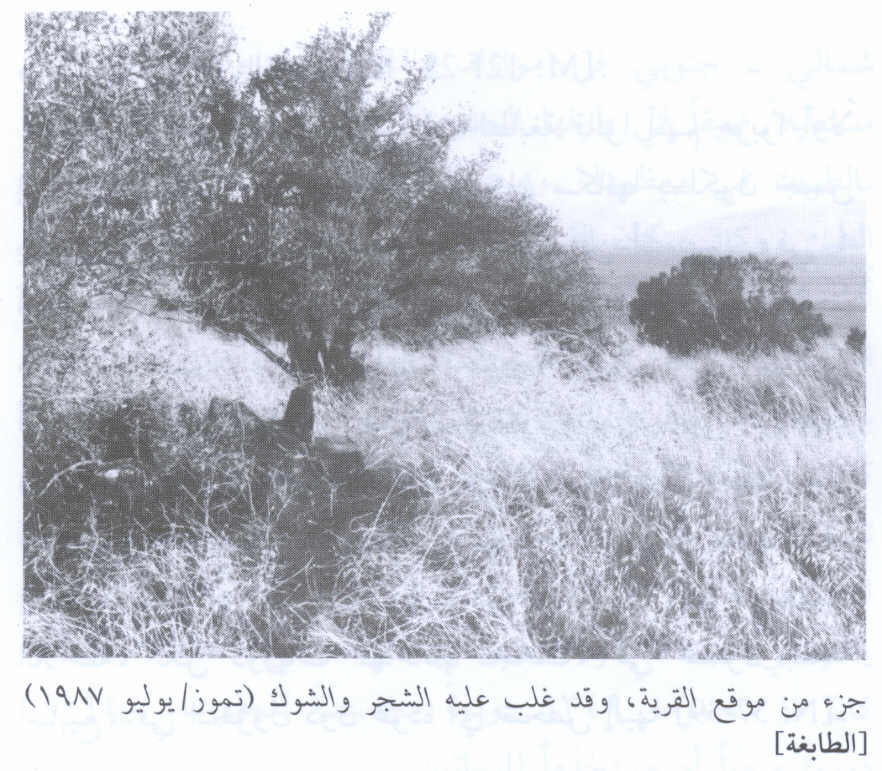 صورة لقرية الطابغة - فلسطين: : منظر عام للقرية المدمرة. 1987